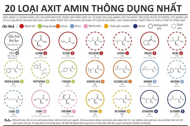 20-acid-amin