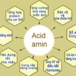 Các amino axit có vai trò quan trọng với cơ thể