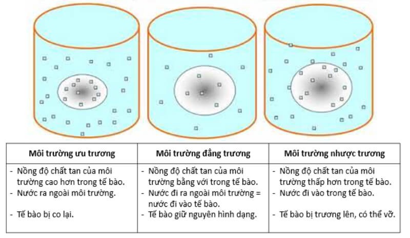 ap-suat-tham-thau-2