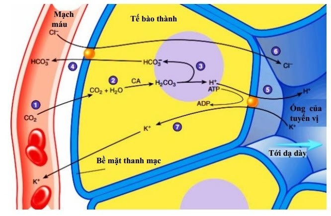 Sơ đồ sinh axit HCl từ các tế bào thành tuyến vị dạ dày