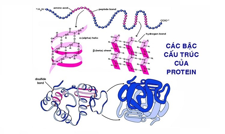 cac-bac-cau-truc-protein