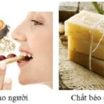 chat-beo-5