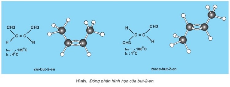 dong-phan-hinh-hoc-cua-but-2-en