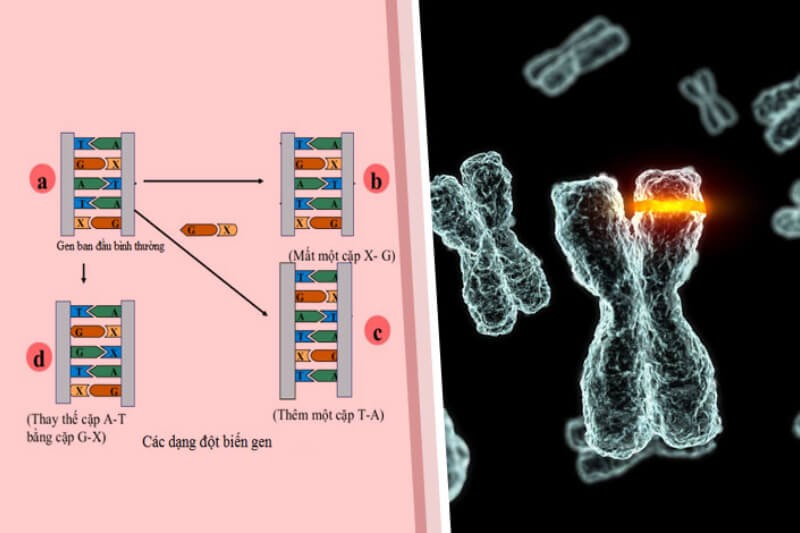 dot-bien-gen-la-gi-2