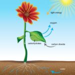 CO2 là nguyên liệu chính của quá trình quang hợp