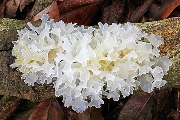 nam-white-fungus-la-gi-3