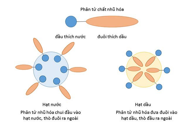 nhu-tuong-la-gi-3