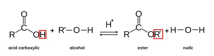 phan-ung-dieu-che-ester