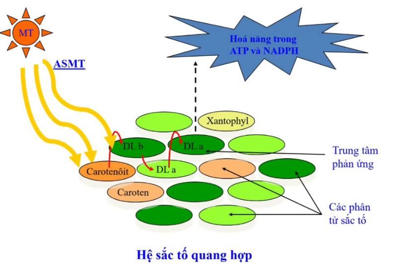 quang-hop-la-gi-4