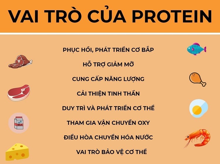 vai-tro-cua-protein-trong-co-the